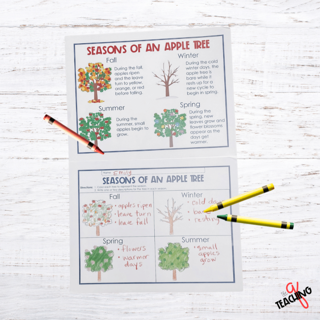 A science activity about the seasons of an apple tree.
